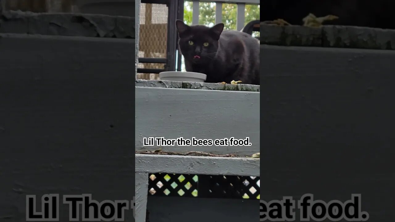 Lil Thor and The Bees who eat his food #cats #straycat #cattreats