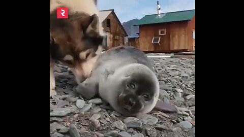 Dog Nursed Weak Seal Pup To Health