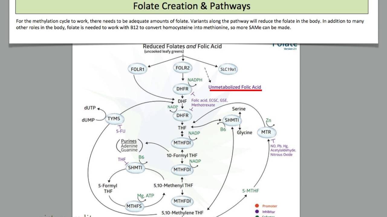 Genetics - Methylation | Dr. Kevin Conners - Conners Clinic