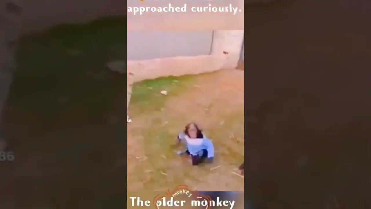 Lion and monkey 😲