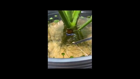 cute fishing video ♥️♥️