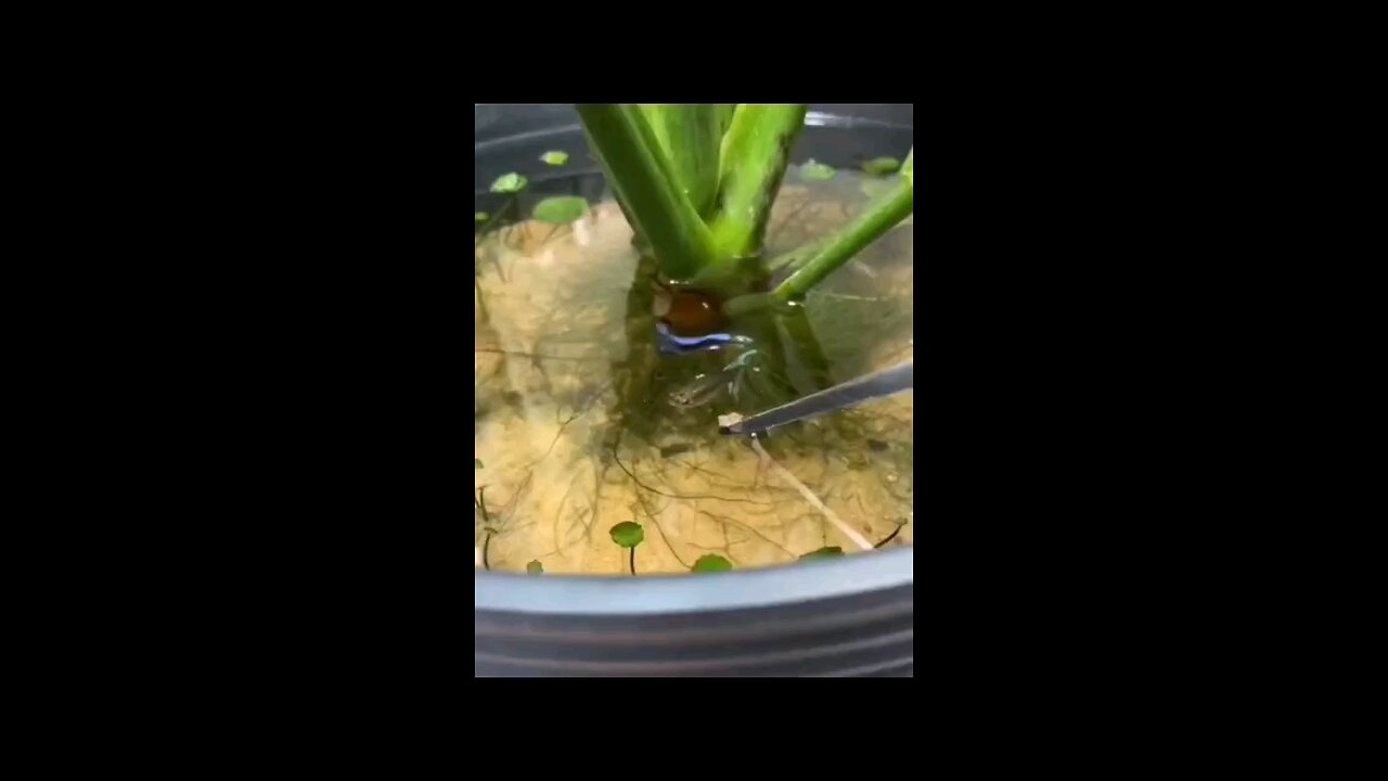 cute fishing video ♥️♥️