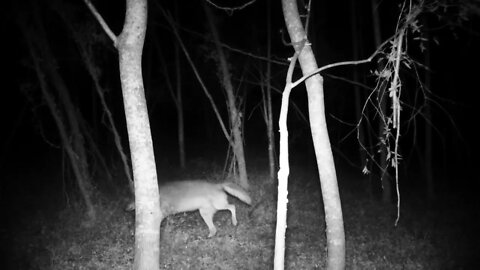 Coyote peeing on my trail cam 2!