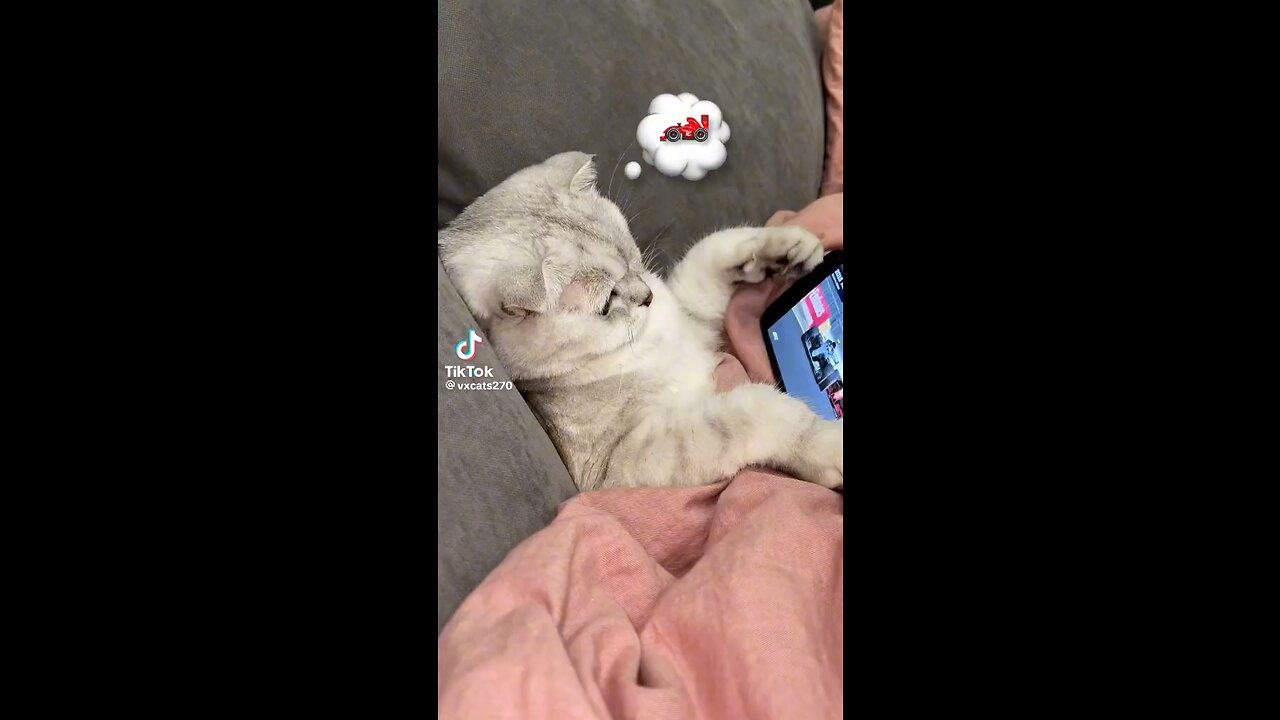 Cat Playing vedio game on TAB
