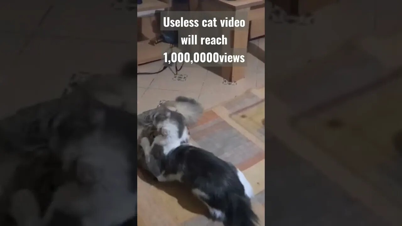 Useless cat video will reach 1million views #shorts #cats #millionviews #cutecat #viral #trending.