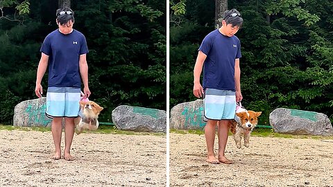 Corgi Discovers Her Preferred Swimming Style