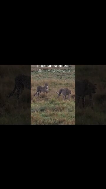 Maasai Mara Sightings Today 10/08/21 (Lions, Cheetah, Hyena, etc) | Zebra Plains | #shorts
