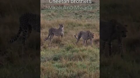 Maasai Mara Sightings Today 10/08/21 (Lions, Cheetah, Hyena, etc) | Zebra Plains | #shorts