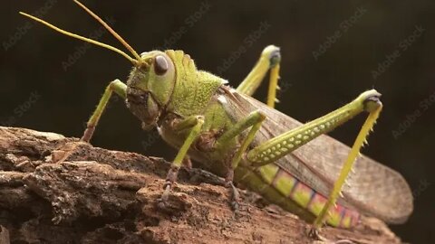 Breaking: "Mormon Crickets Invade Oregon" (Cricket Apocalypse)