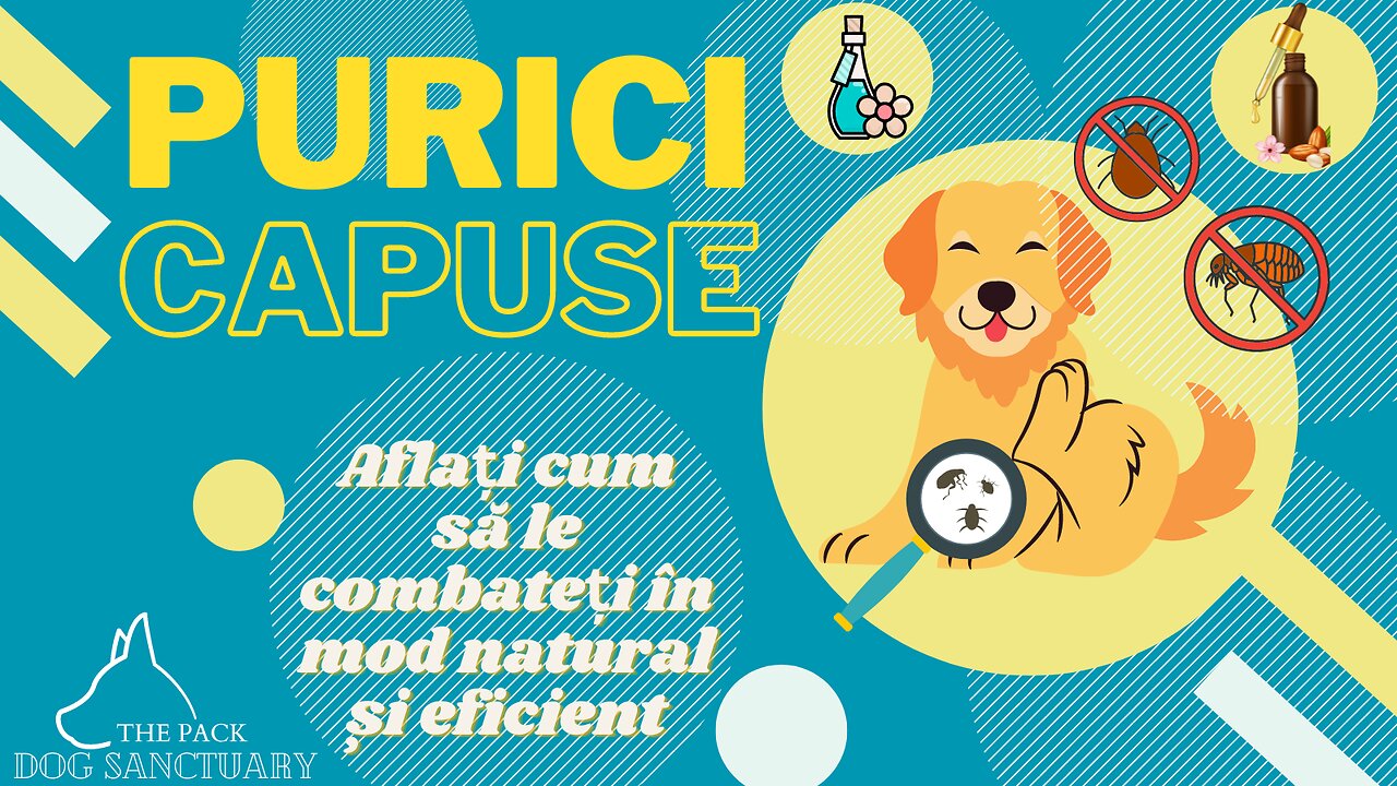 Purici si capuse? Nicio problema! Afla cum sa le combati in mod natural si eficient #purici #Capuse