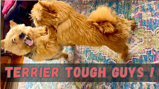 Playtime Fun: Watch These Terriers Wrestle!