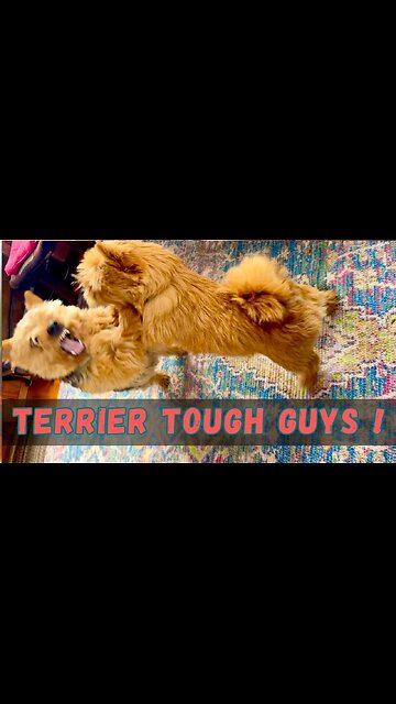 Playtime Fun: Watch These Terriers Wrestle!