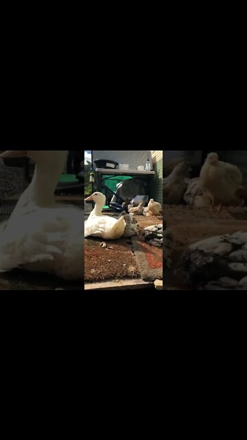 Chicks and duckling’s first day in the sun since the floods