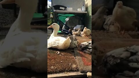 Chicks and duckling’s first day in the sun since the floods