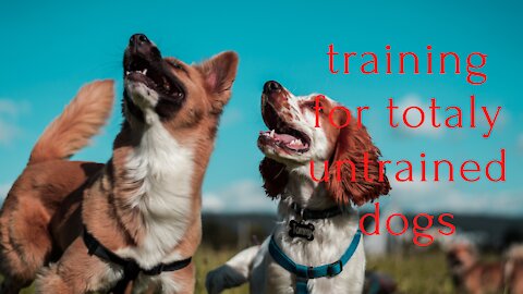 Training video for totally untrained dogs.