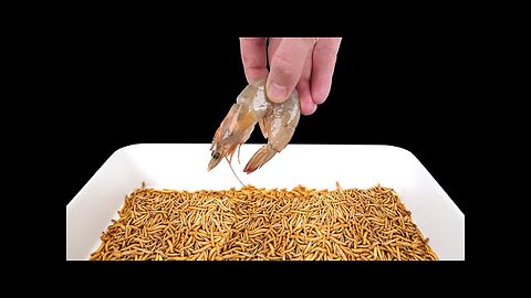 10 000 MEALWORMS vs SHRIMP - TIMELAPSE VIDEO