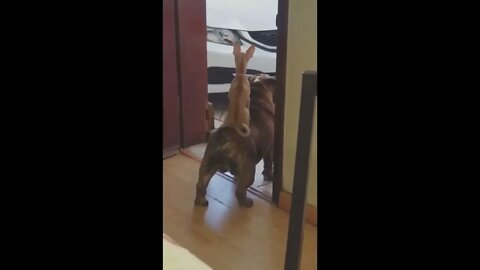 Timon and Pumbaa dog version.