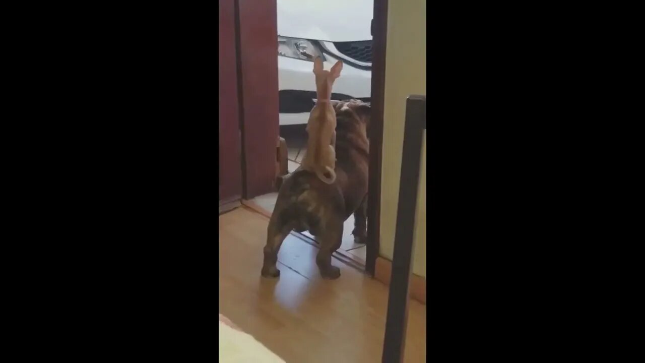 Timon and Pumbaa dog version.