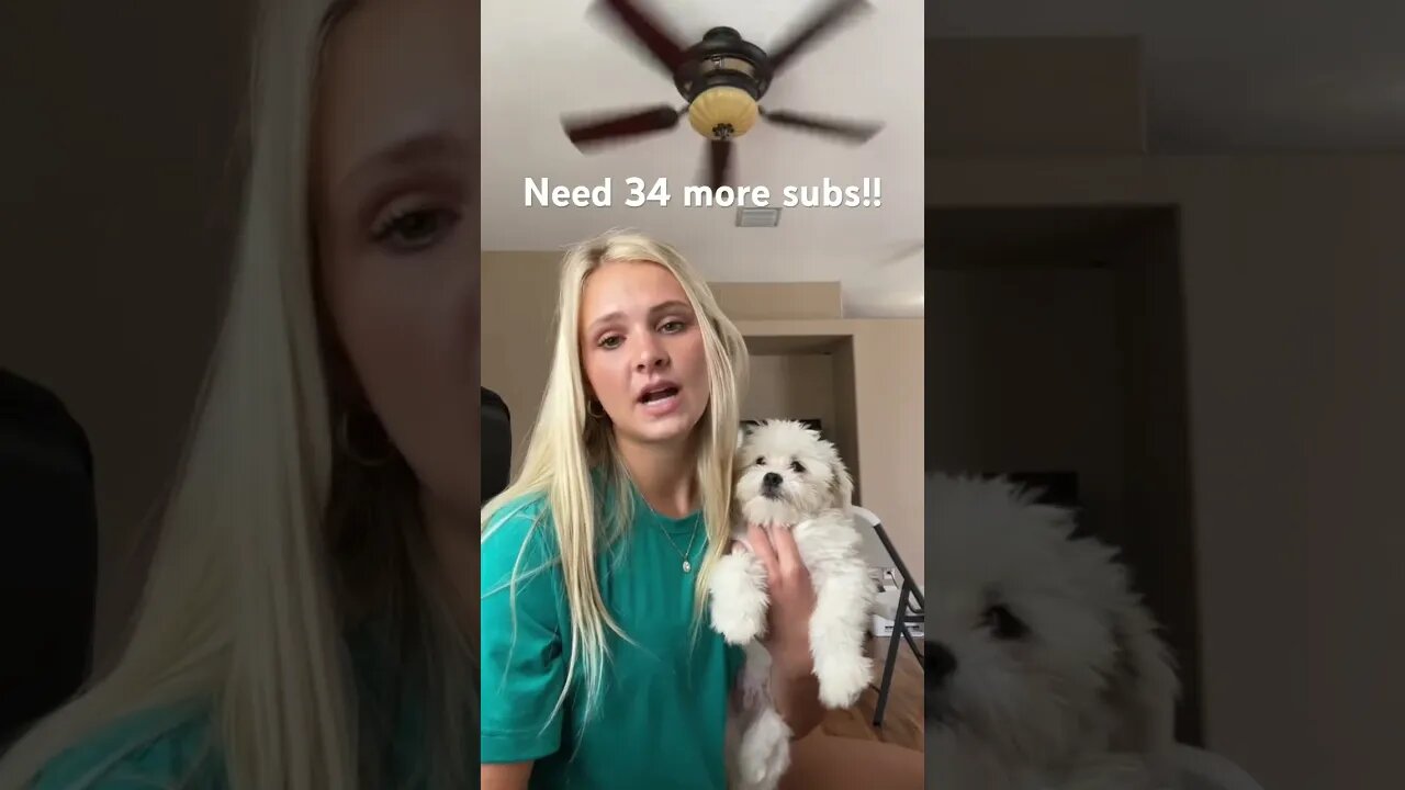 Repost but I still need 34 more subs!#subscribe #dog #youtubeshorts #new #viral #alexia #shortsfeed