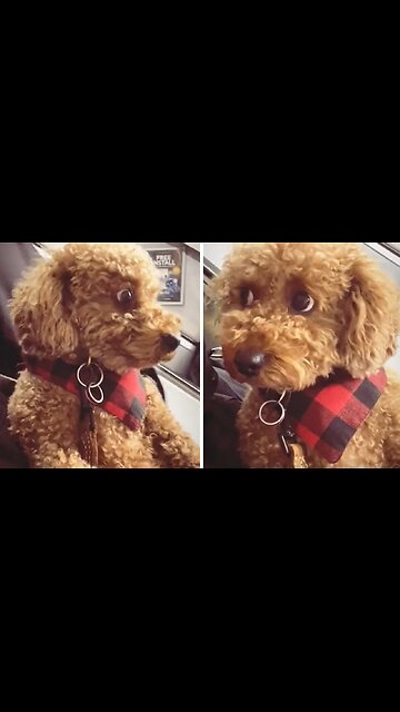 Scared pup is totally not a fan of the metro