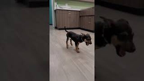 Dog dance