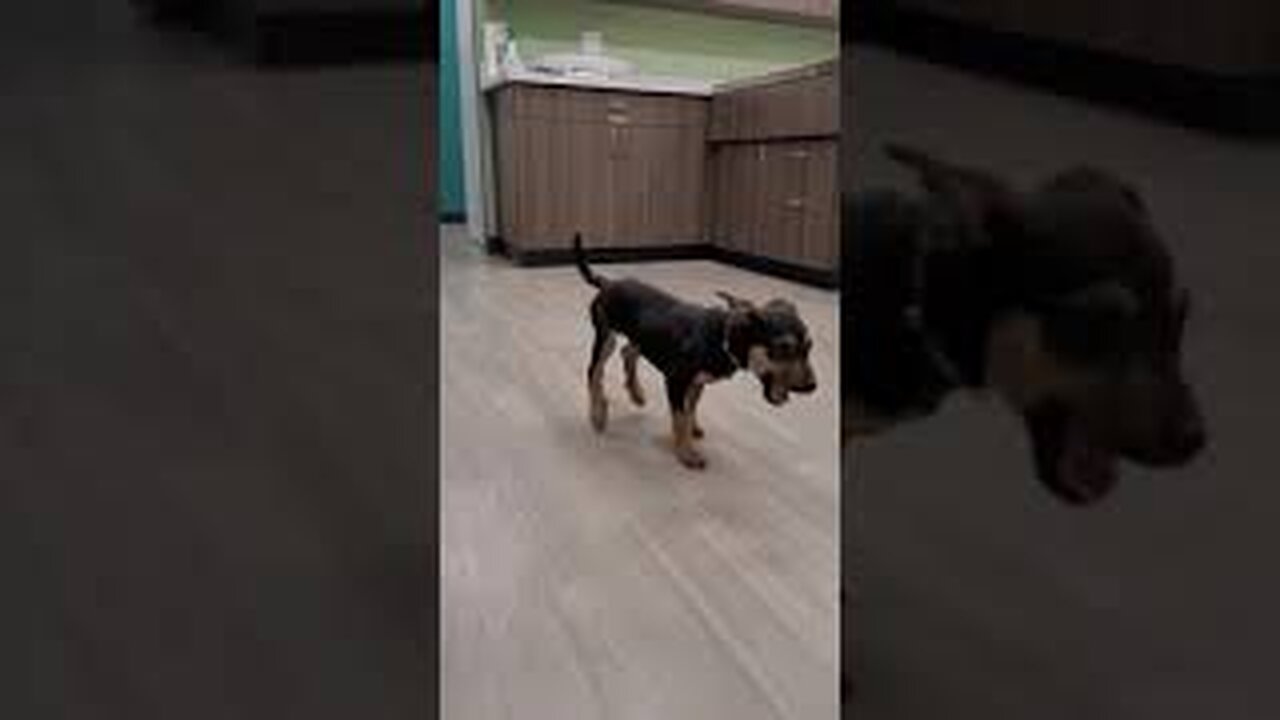 Dog dance