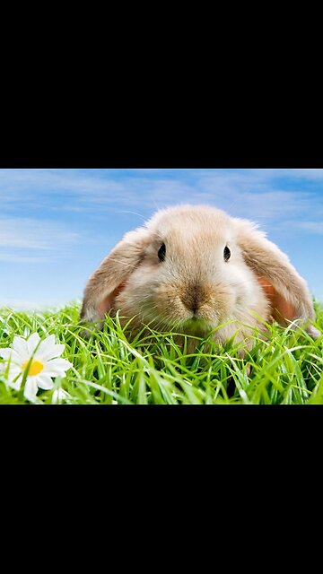 Beautiful rabbit🐇