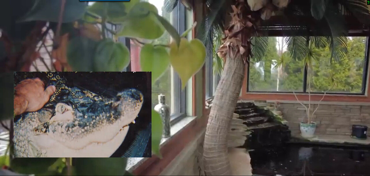 Albert - 11 FT Pet Gator