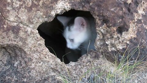 Our Cats #11: Cats Hide in Rock Hollow