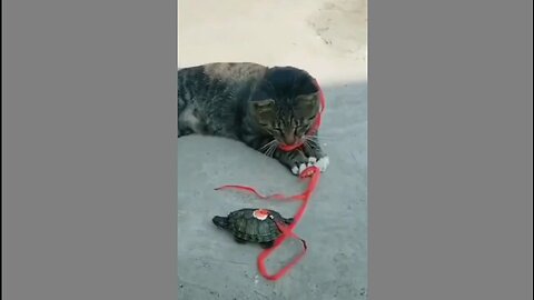 Cat and turtle Fusion Meme