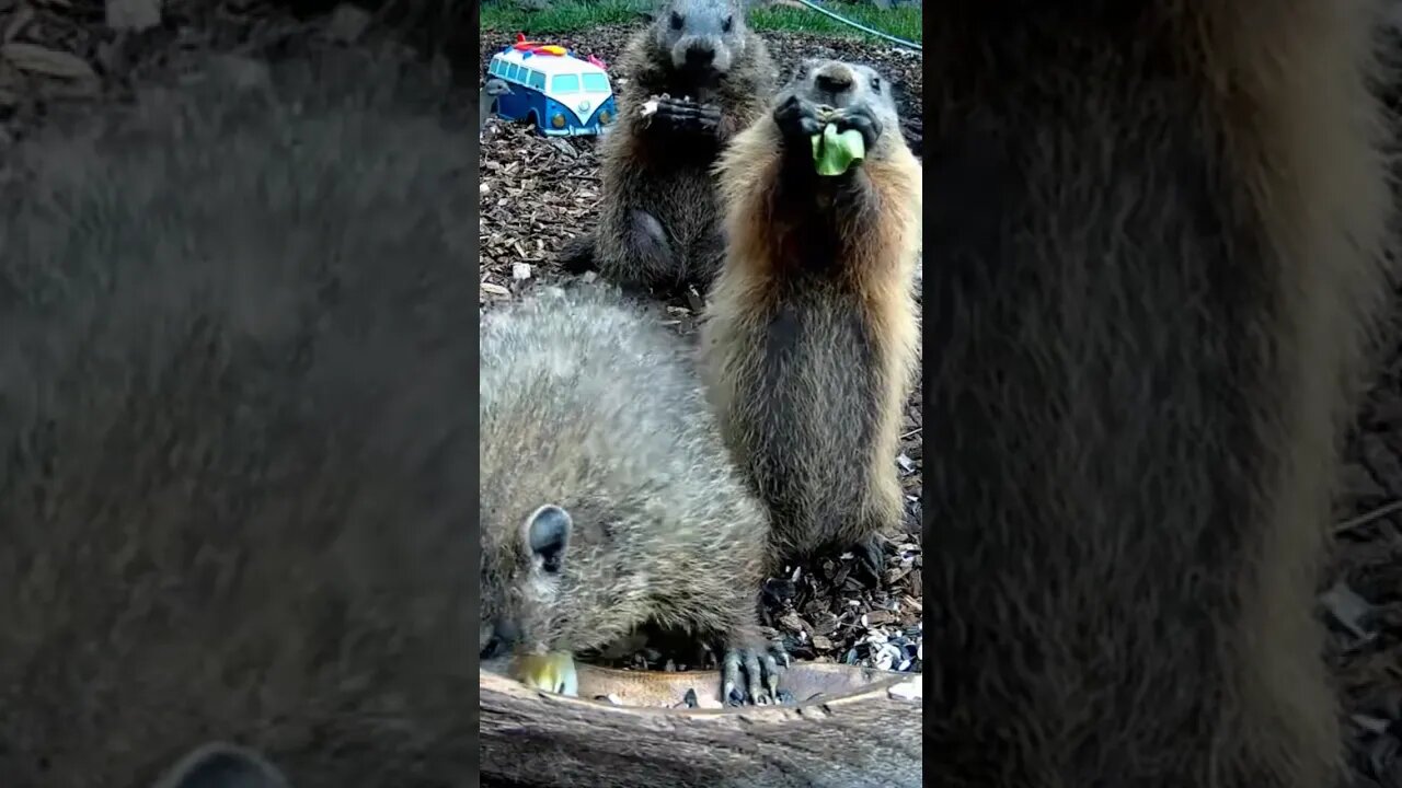 Bok Choy Chompin’ #animals #shorts #funnyanimals