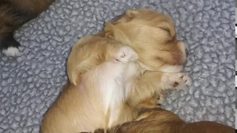 J Litter...Milk Sleep