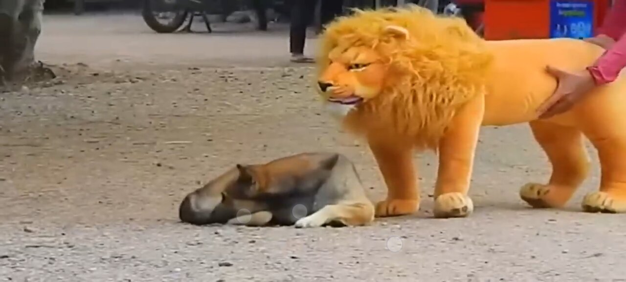 Troll Prank Dog Funny & fake Lion and Fake Tiger Prank To dog & Huge Box Prank to dog