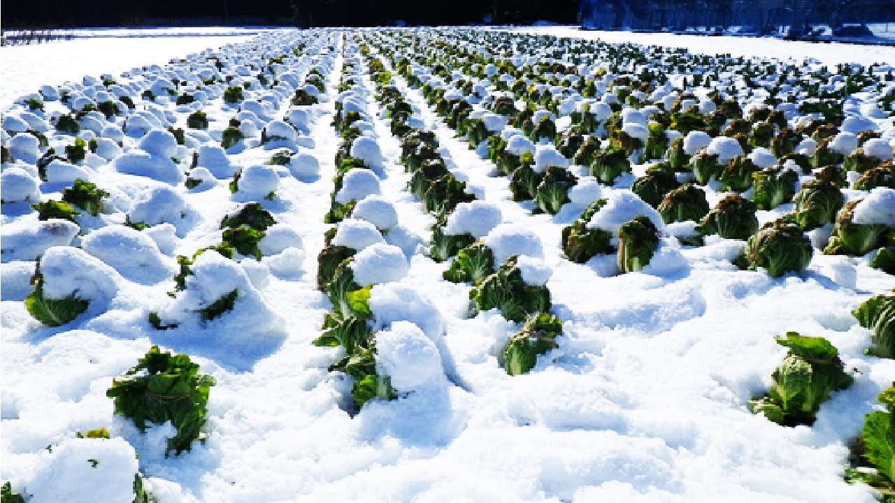 Harvesting Sweet Vegetables Under Snow at a Snow Vegetable Farm: Incredible Japanese Agriculture