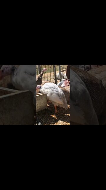 Beautiful colourful guinea fowl keets