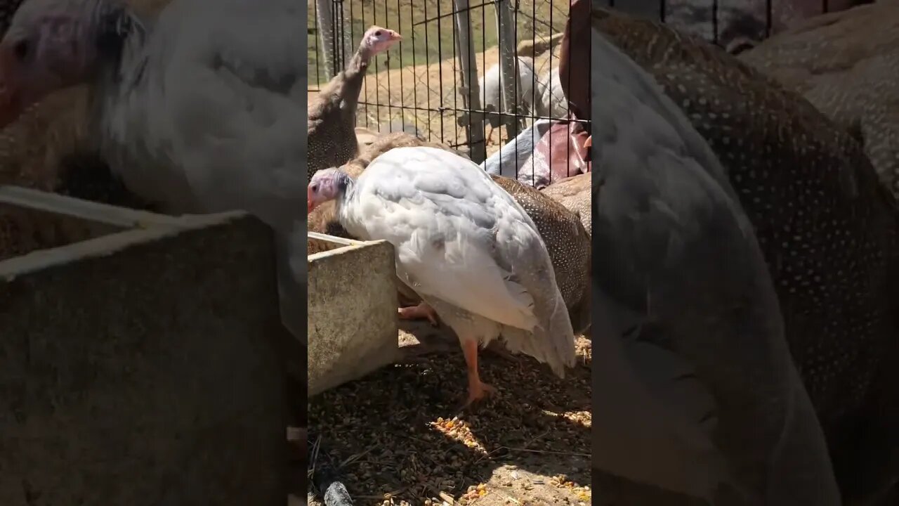 Beautiful colourful guinea fowl keets