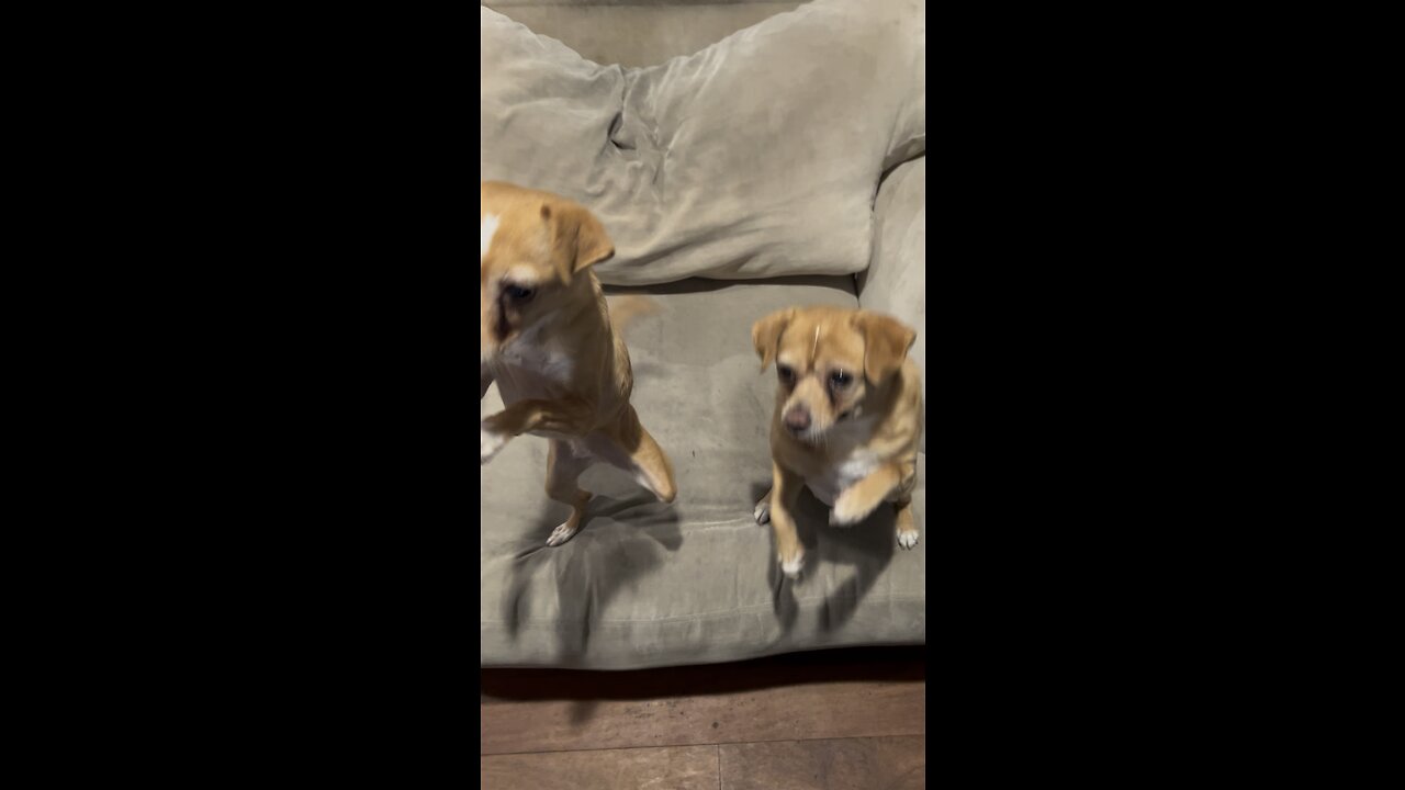 Shameless Chihuahua mixes begging for treats