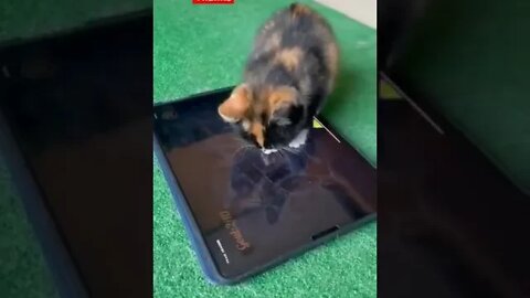 cute cat videos 😹 funny videos 😂1040😻#shorts #shortsfunny #cutecat #catvideos#catsfood #catscare