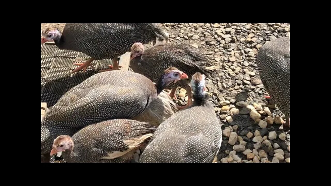 Releasing guinea fowl keets outdoors: the keet that wants to be a chicken