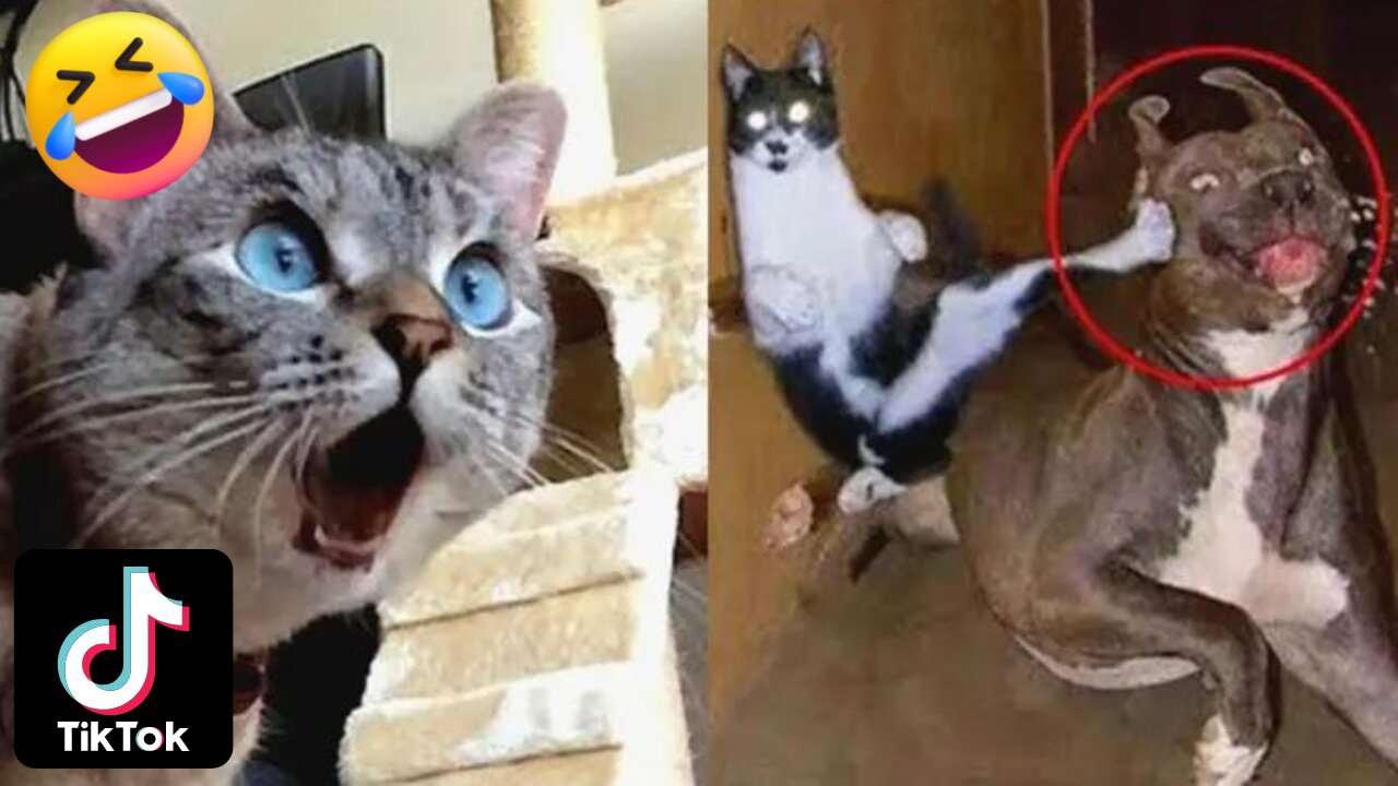 Funniest Cat Videos That Will Make You Laugh 😂 Cute and Funny Cat Memes of 2023 😹🤣😲