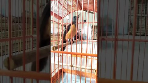 Black Hooded Pitohui burung endemik papua