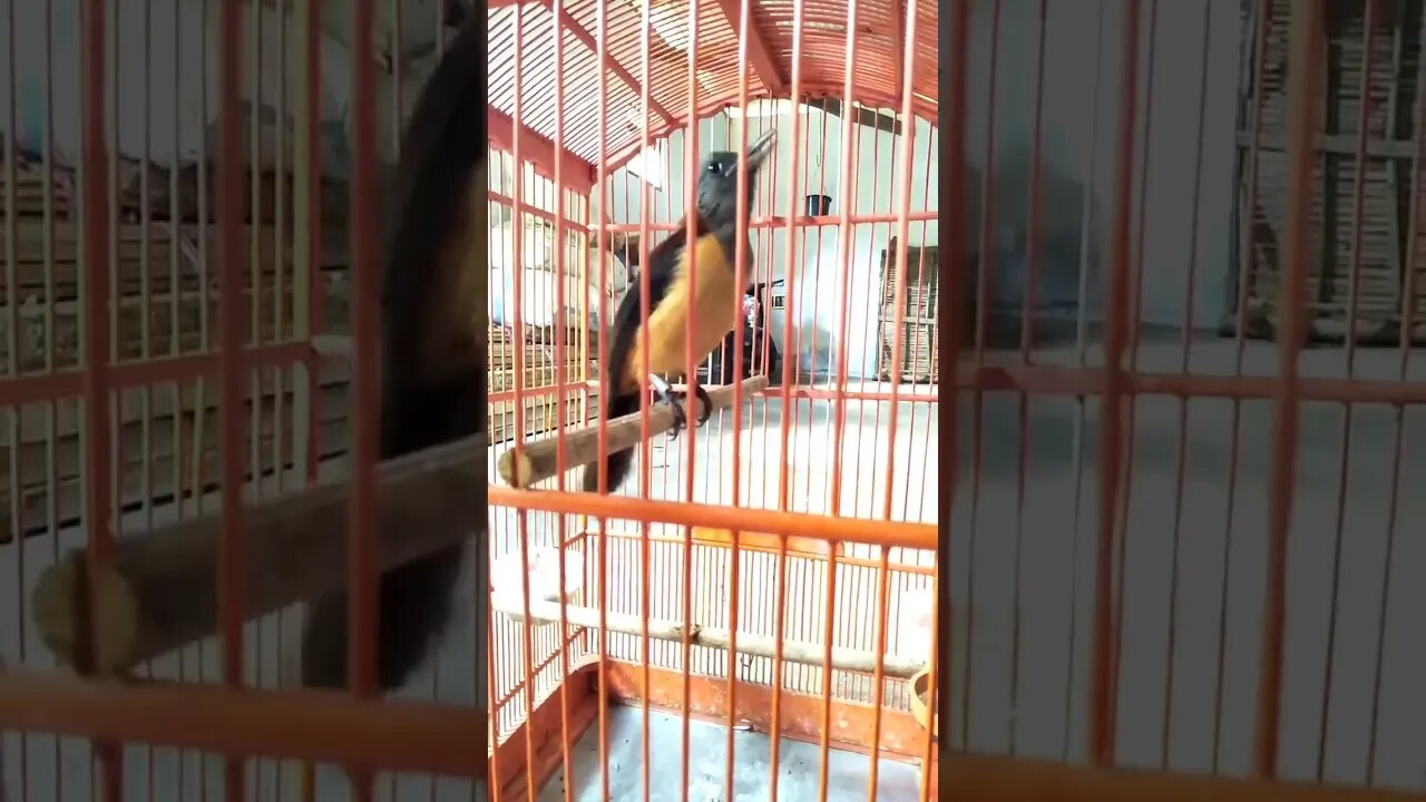 Black Hooded Pitohui burung endemik papua