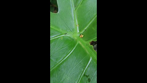 Ant is looking for something