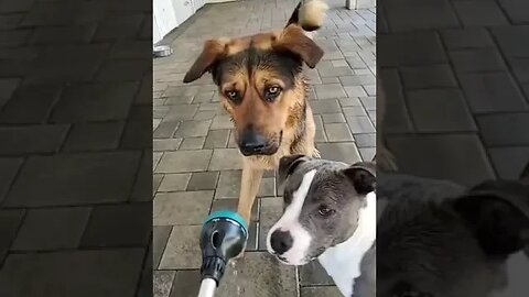 Dog in front of Mike | Best Animal videos #shorts #viral #shortsviral#pets #doglovers#funnydog