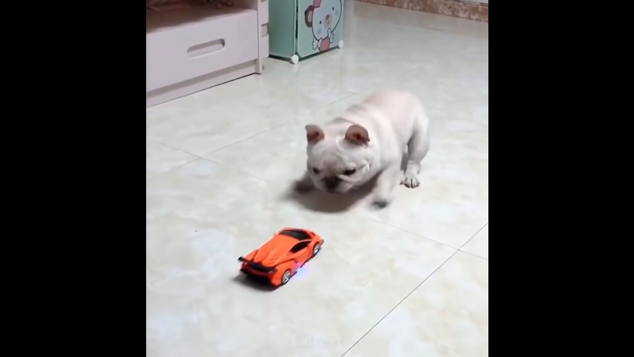 Cute Funny pets | Dog fights with robot !!!!