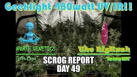 "Feeling Scroggy" S2 EP8 / #Geeklight LED / #NorthGenetics 👽 Mr.Cruz / #TheBigKush 🏄‍♂️ Leroy Bx75