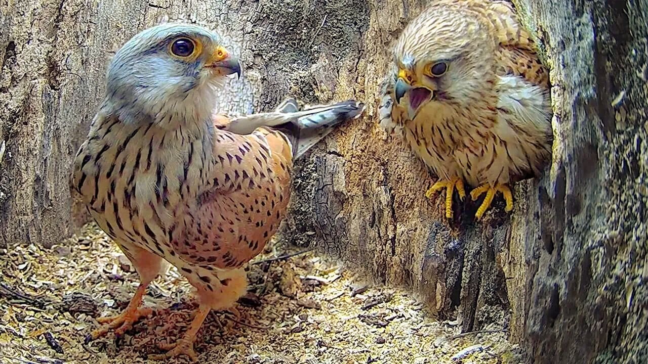 Full Story of Kestrel Couple's First Year 🦅 Kestrels Apollo & Athena