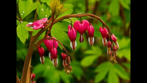 More Spring Flowers to Brighten Your Day