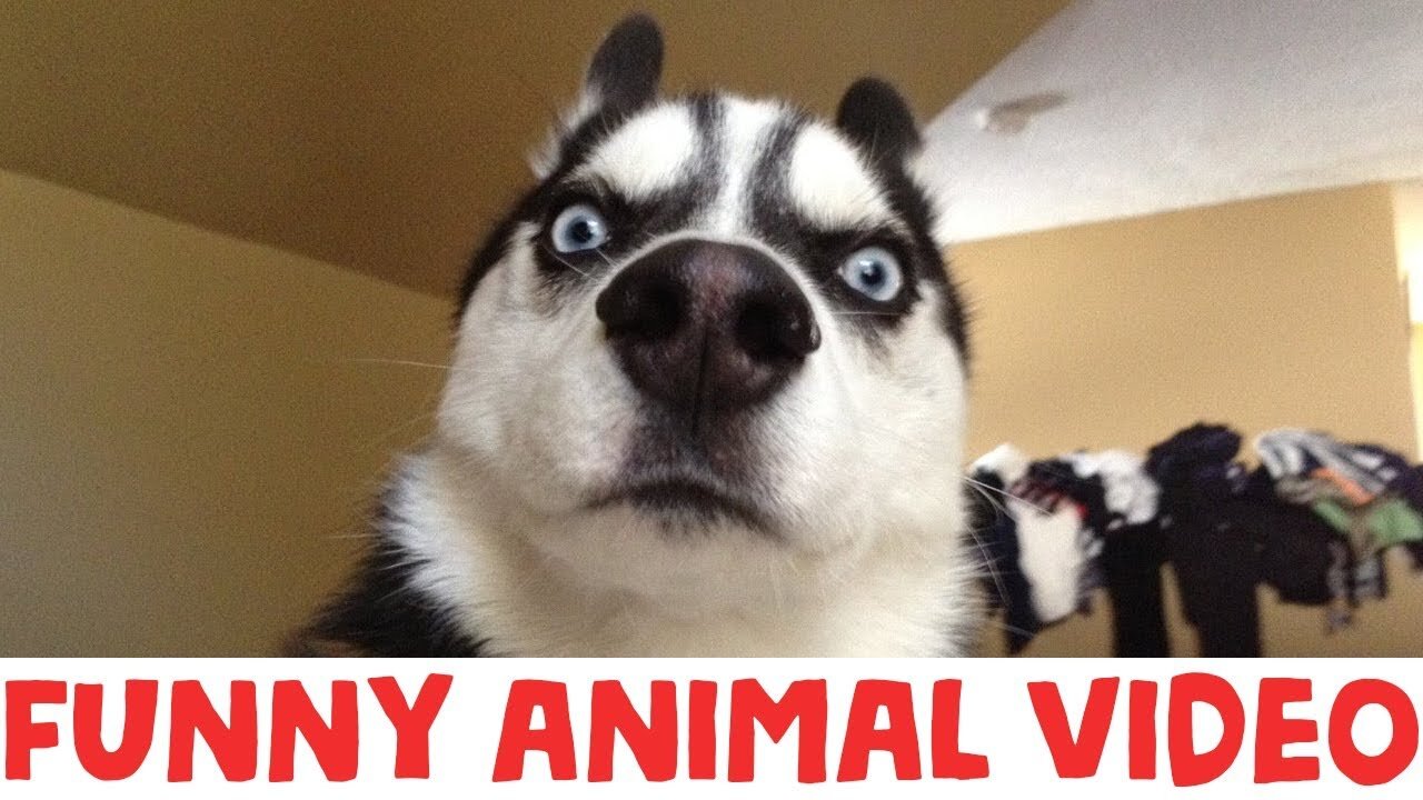 Try Not To Laugh Funny Animal Videos