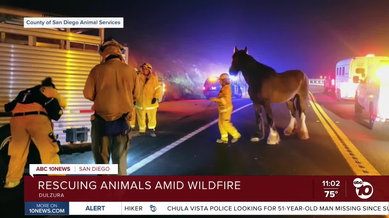 Rescuing animals during the Border 32 Fire